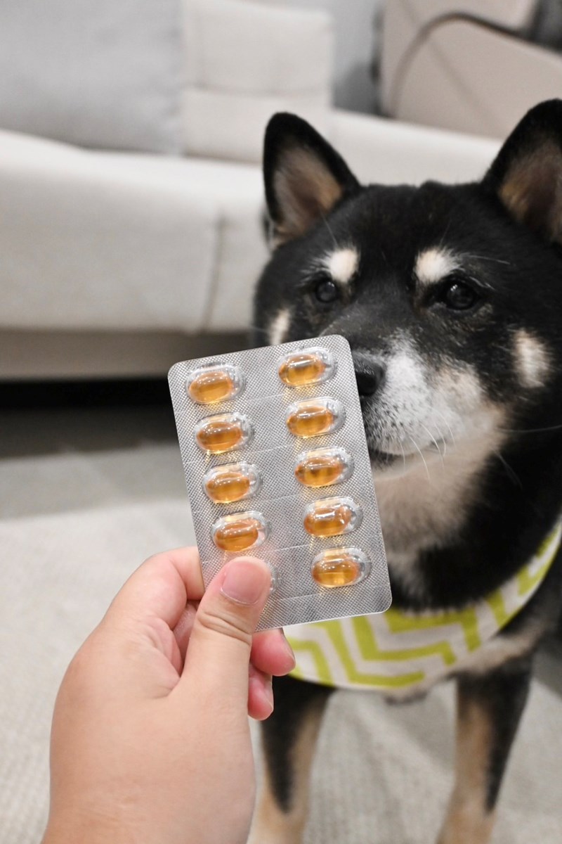 試用